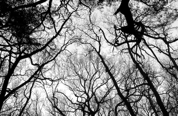 Amsterdam woods landscape in the winter