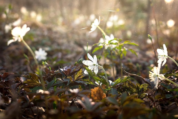 Amur anemone Glade with many white anemone flowers