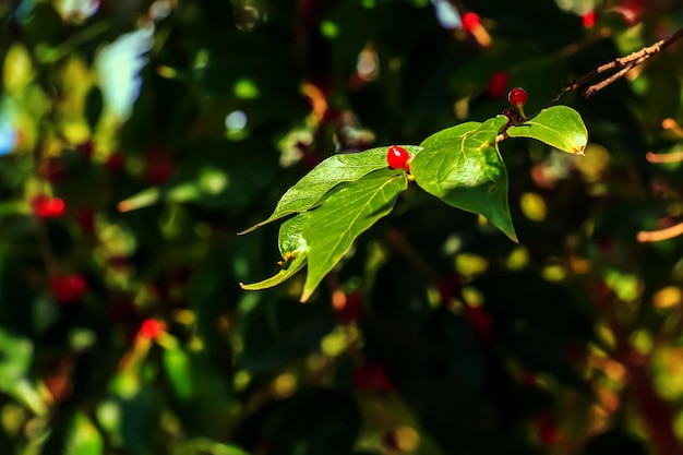 Amur honeysuckle or Lonicera maackii in October The fruits are inedible