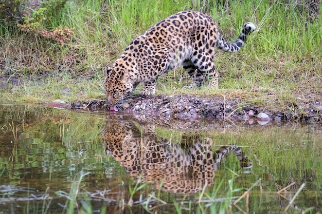 Leopardo dell'amur che beve da uno stagno con la riflessione nell'acqua