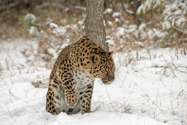 Amur Leopard lifting his Paw from the Snow