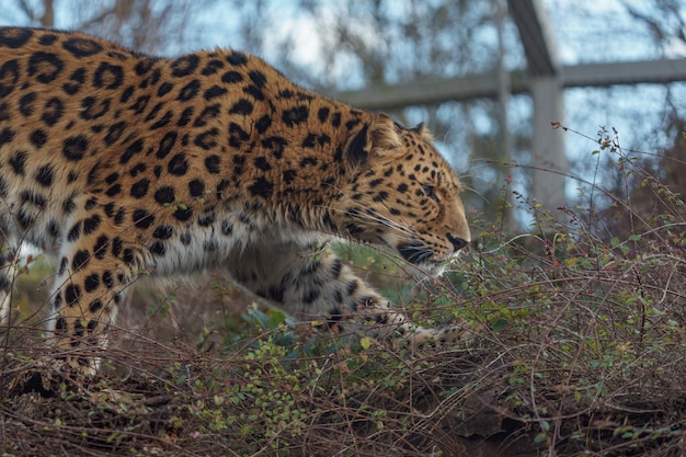 アムールヒョウ