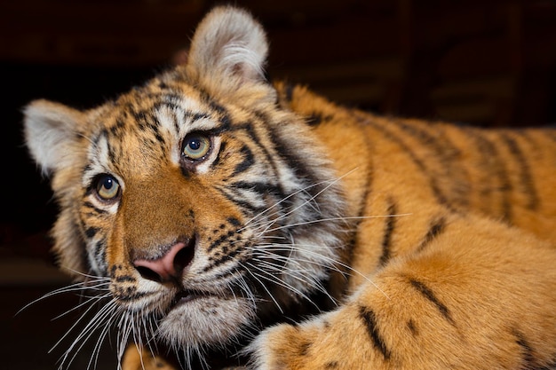 写真 アムール縞模様のトラ 野生の縞模様のネコ科の動物