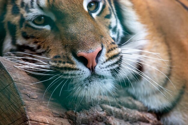 Amur tiger resting on a tree closeup