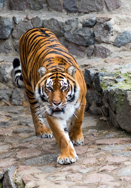 Foto tigre dell'amur nello zoo all'aperto