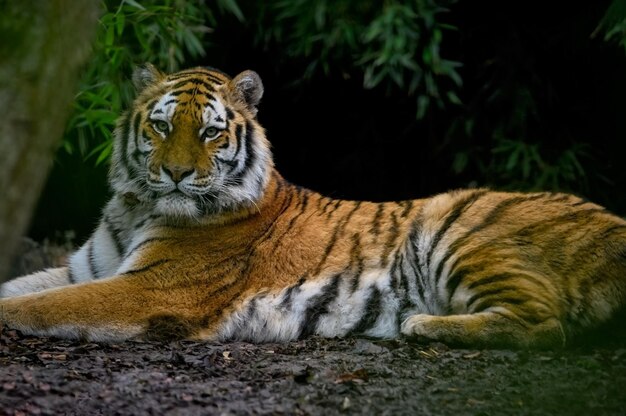 amur tiger