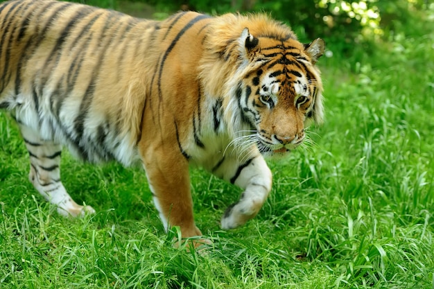 Amur Tigers on a geass in summer day