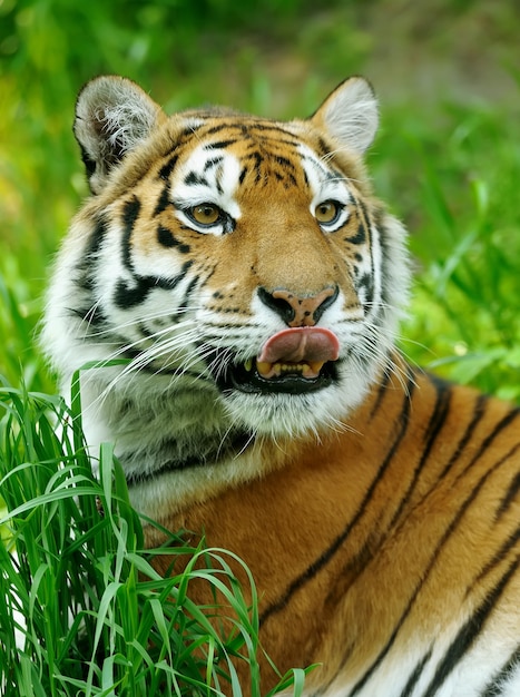 Photo amur tigers on a geass in summer day