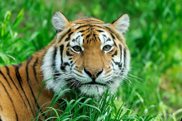 Amur Tigers on a geass in summer day