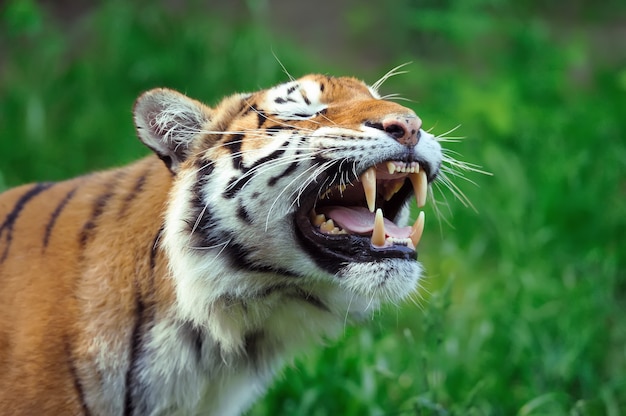 Amur Tigers on a geass in summer day