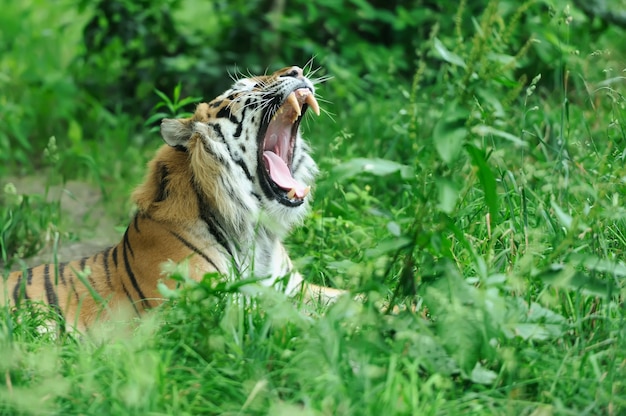 Amur Tigers on green grass in summer day