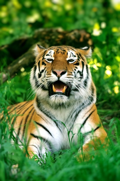 Amur tigers on green grass in summer day