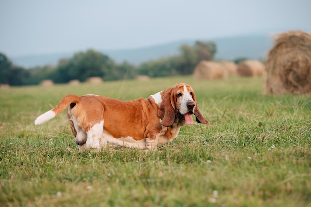 写真 バセットハウンド種の成犬が自然の中を歩く