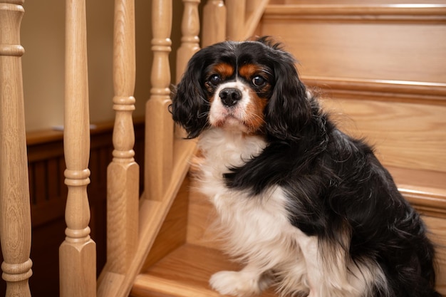 Фото Портрет взрослой собаки, сделанный в домашнем интерьере собака позирует на ступеньках лестницы