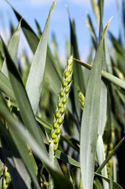 Фото Сельскохозяйственное поле, на котором выращивают злаковые растения пшеницы, незрелые зеленые растения пшеницы