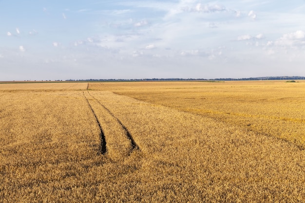穀物、小麦、ライ麦の収穫が行われる農地