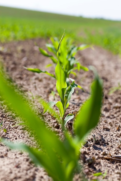 Фото Сельскохозяйственное поле, на котором выращивают кукурузу