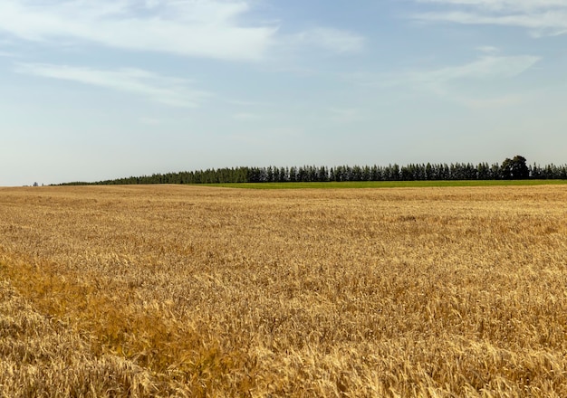 Сельскохозяйственное поле, на котором выращивают пшеницу
