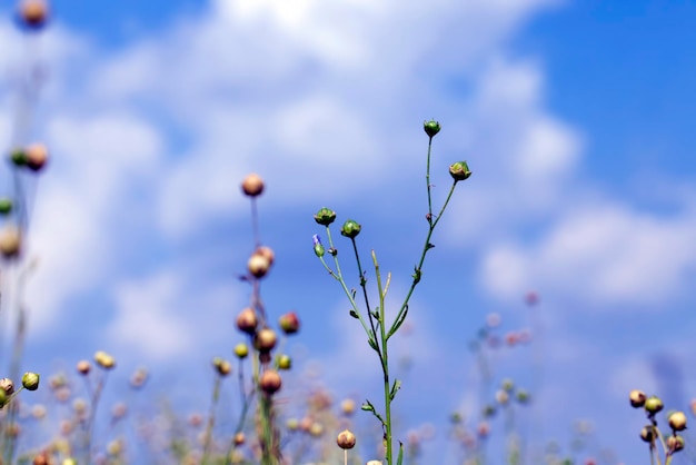 亜麻の植物がある農地