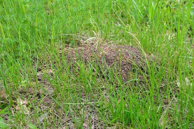 사진 녹색 잔디 에 있는 개미 둥지 가 가까이 떨어져 있다