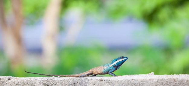 사진 calotes mystaceus