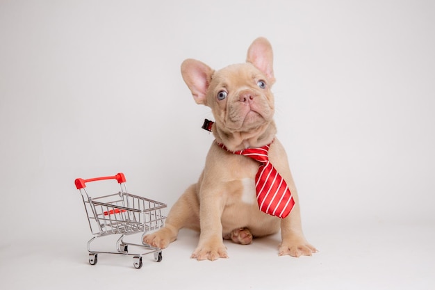 写真 ショッピングバスケットのネクタイにイソベルカラーのフランス語ブルドッグの子犬
