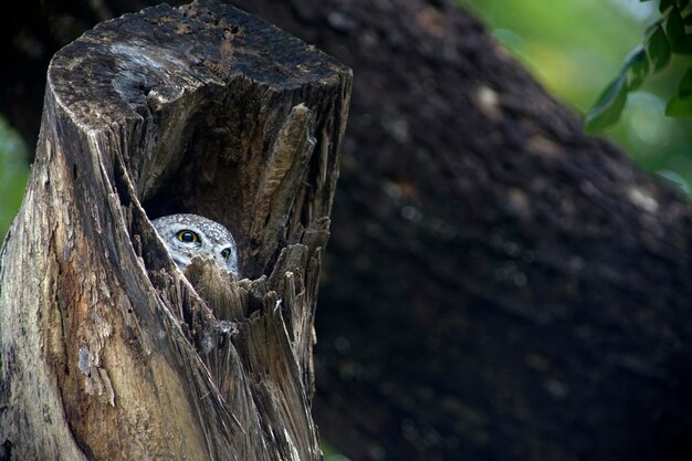 写真 フクロウは彼女の神聖なものから何かを見ています