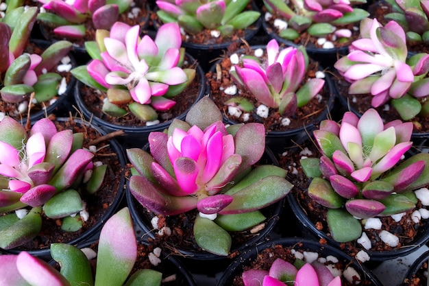 Photo anacampseros rufescens sunrise in the pots