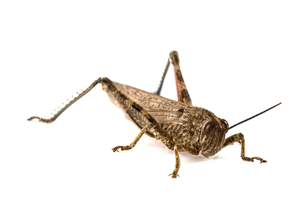 Anacridium aegyptium in front of white background