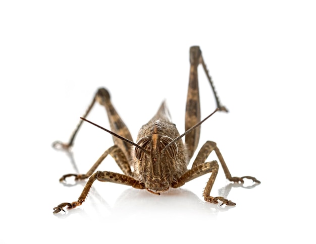 Anacridium aegyptium in front of white background