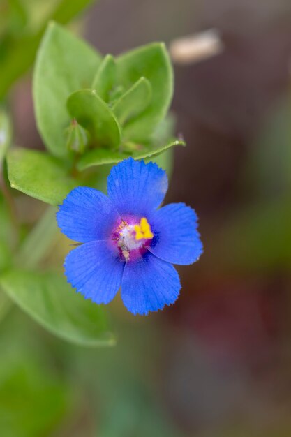 Anagallis monelli (blue pimpernel) flower