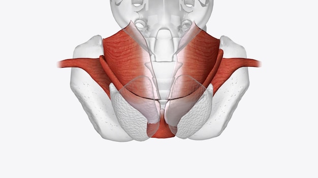 Foto anatomia del canale anale del sistema muscolare