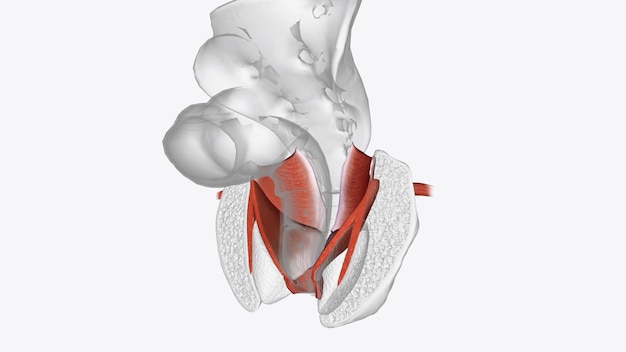 Фото Анатомия анального канала мышечной системы