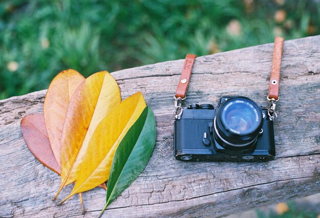 写真 アナログカメラと秋の葉