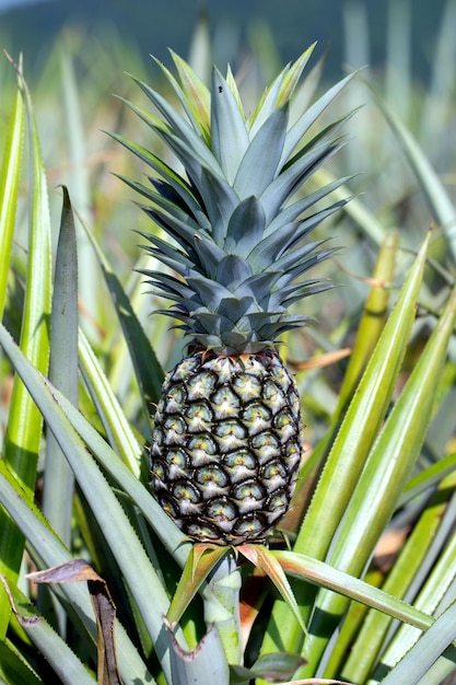 Ananas aan een boom in de tuin