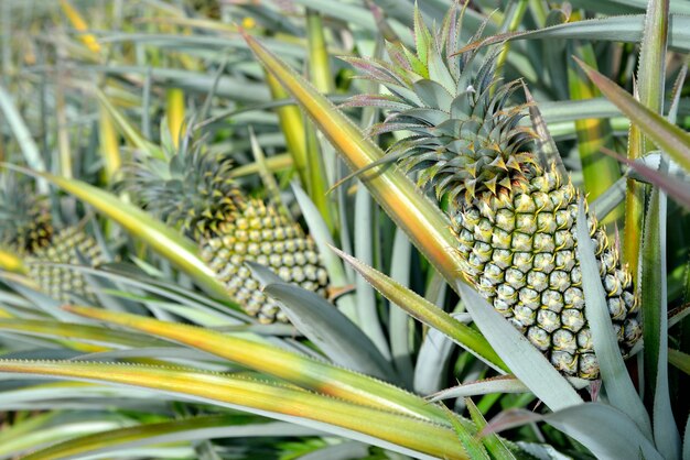 Ananas boerderij