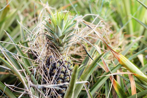 Ananas en droogt gras met zonlicht in boerderij.