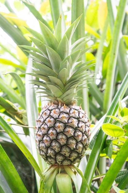 Ananas fruit