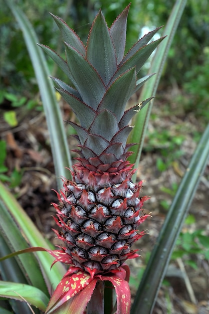 Ananas groeit in het bos