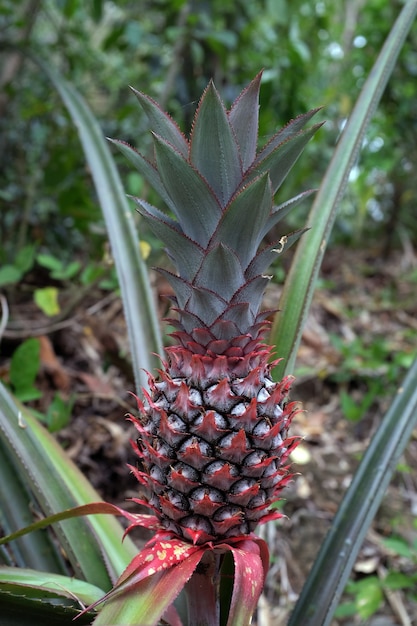 Ananas groeit in het bos