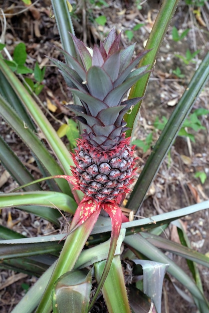 Ananas groeit in het bos