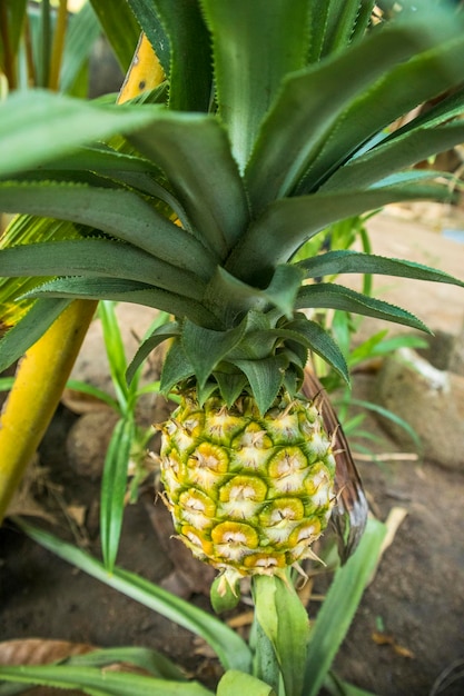 Ananas in de tuin Ananas comosus