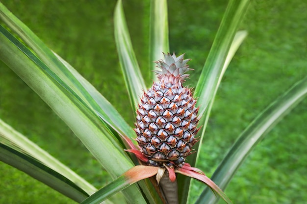 Ananas in het veld