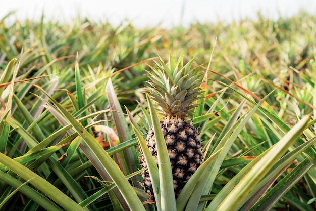 Ananas op plantage.