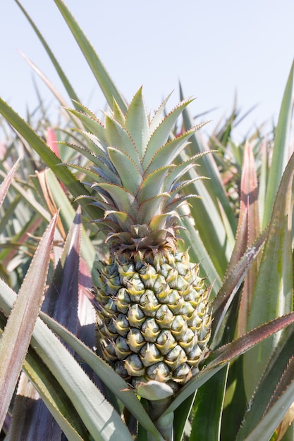 Ananas plantage