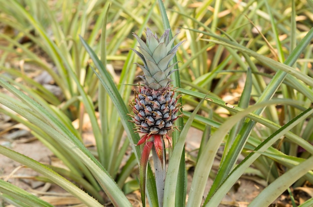 Ananas tropisch fruit