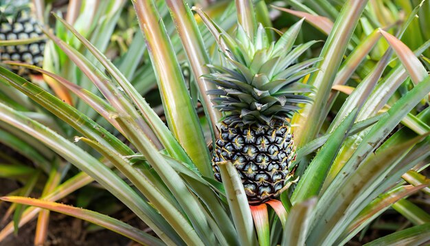 Ananas tropische fruitteelt in tuinruimte voor textuur