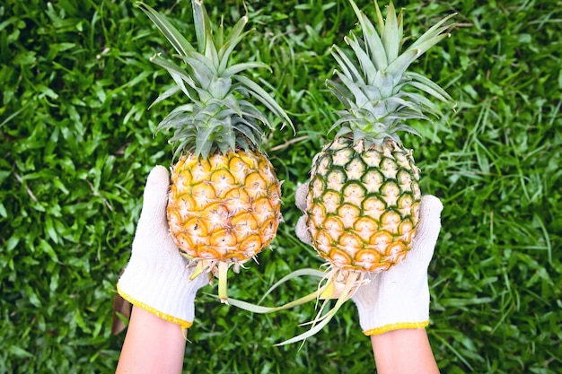 Ananas voor voedselfruit rijpe ananas bij de hand verse ananas tropisch fruit zomer