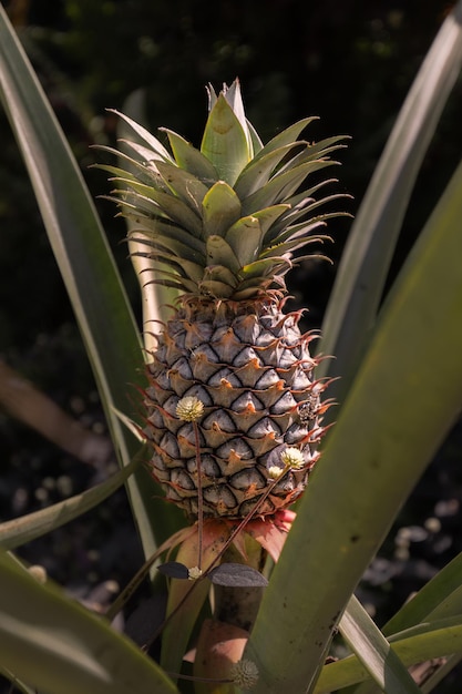 Ananasfruit groeit in zonlicht tegen donkere achtergrond Samui Thailand