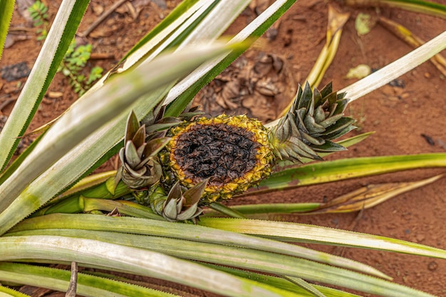 Ananasfruit rot op de plant